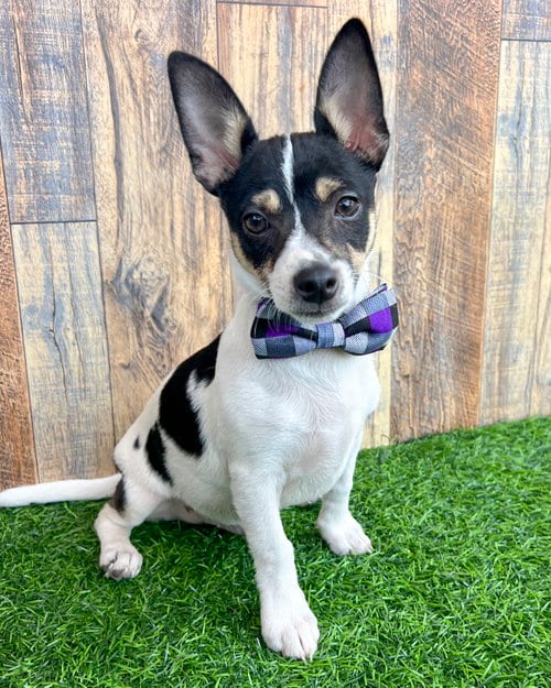 Photo of Chip, adoptable Chihuahua in Corona, California