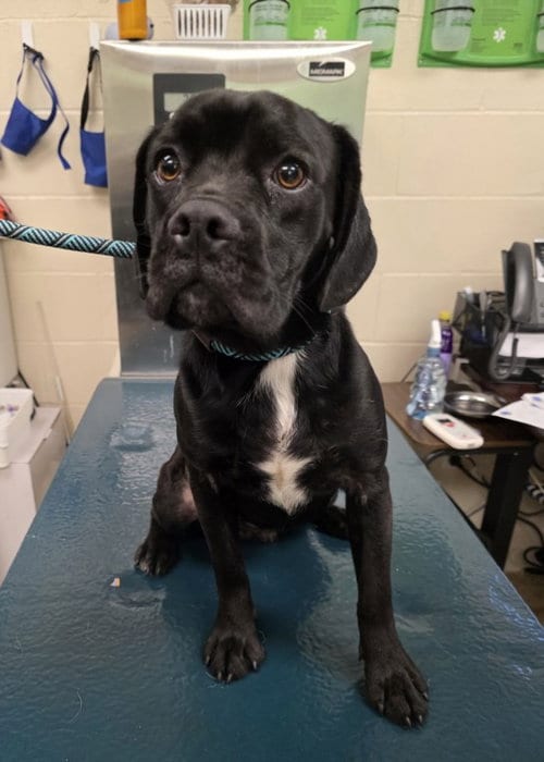 Photo of Smokey, adoptable Boxer in Mobile, Alabama