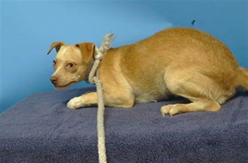 Photo of Loca, adoptable Chihuahua in Gardena, California