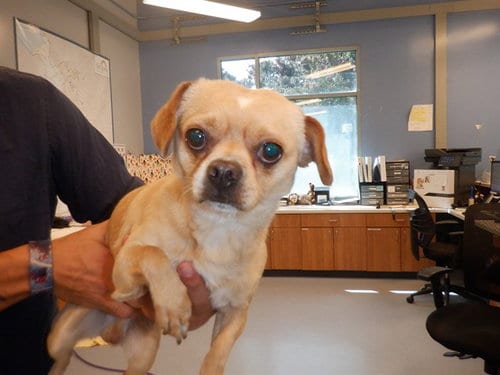 Photo of Canelo, adoptable Chihuahua in San Jose, California