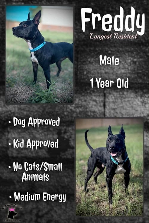 Photo of Freddy, adoptable Pit Bull Terrier in Jacksonville, North Carolina