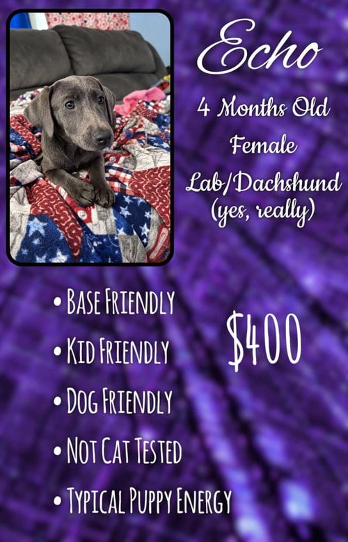 Photo of Spot - Grey, adoptable Labrador Retriever in Jacksonville, North Carolina