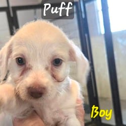 Photo of Puff FJ, adoptable Chihuahua Mixed Breed (Small) in Hartford, Connecticut