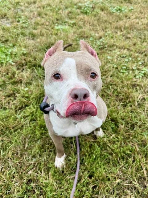 Photo of Bella, adoptable Pit Bull Terrier in Forestville, Maryland