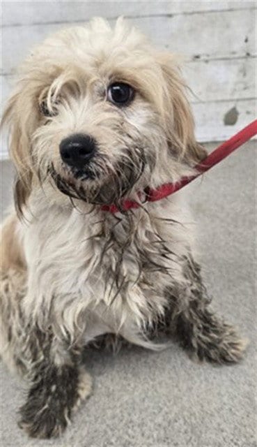Photo of Grace, adoptable Terrier in San Bernardino, California