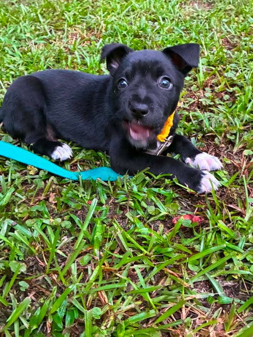 Photo of Ron (Harry Potter Litter), adoptable Labrador Retriever in Holly Springs, North Carolina