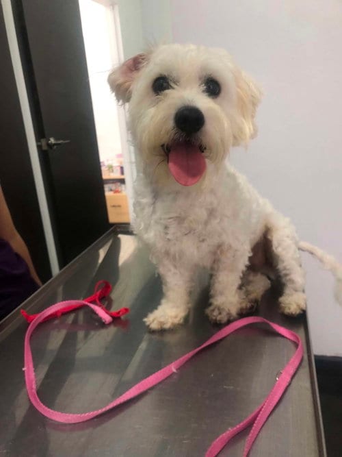 Photo of Pippin, adoptable Maltese in Escondido, California