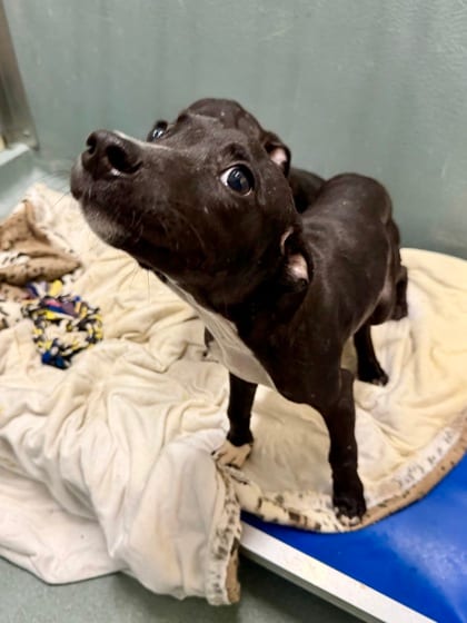 Photo of Tommy Pickies, adoptable Terrier in New Orleans, Louisiana