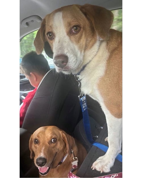 Photo of Peppa - true sweetheart, adoptable Labrador Retriever in Oakhurst, New Jersey