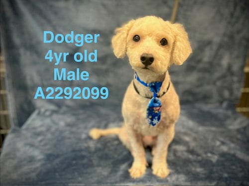 Photo of Dodger, adoptable Maltese in Chatsworth, California