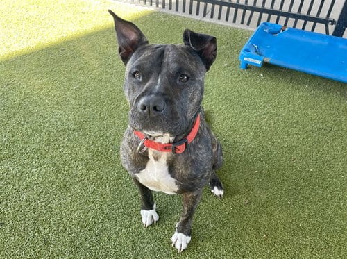 Photo of Marlee, adoptable Pit Bull Terrier in Waco, Texas