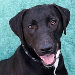 Photo of Ruffles, adoptable Labrador Retriever Pit Bull Terrier in Framingham, Massachusetts