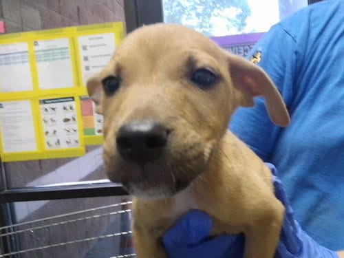 Photo of Copper, adoptable Pit Bull Terrier in Tulsa, Oklahoma