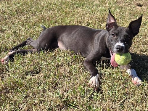 Photo of Flora, adoptable American Pit Bull Terrier in Panama City, Florida