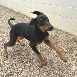 Photo of Polka Dot 2726, adoptable Mixed Breed (Medium) in Loxahatchee, Florida