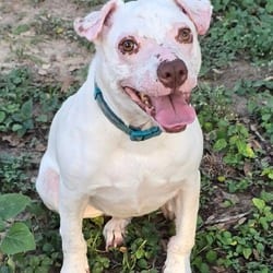 Photo of Smarty Marty SPC, adoptable American Staffordshire Terrier Terrier (Unknown Type, Medium) in Hartford, Connecticut