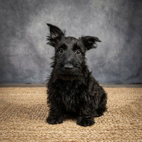 Photo of Dougal, adoptable Scottish Terrier Scottie in Vail, Arizona