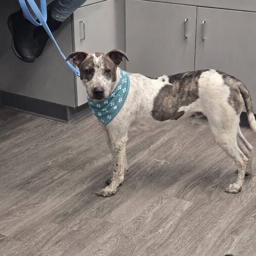 Photo of Beau, adoptable Cattle Dog in Holbrook, New York