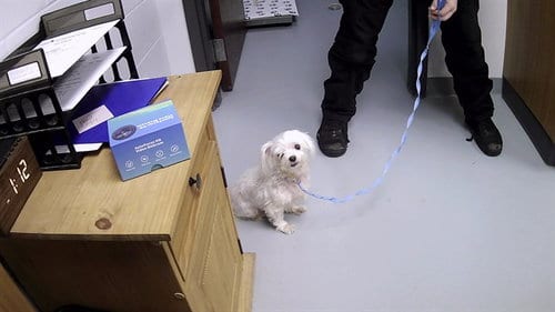Photo of Ivory, adoptable Shih Tzu in St. Cloud, Florida