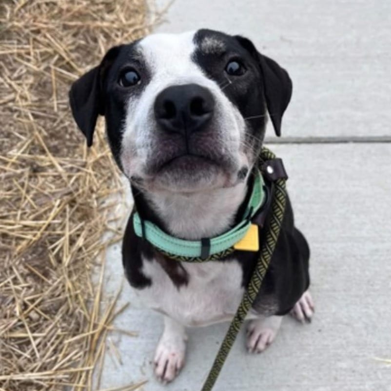 Photo of Hamilton, adoptable Retriever, Labrador / Mixed Breed (Medium) in Berea, Ohio
