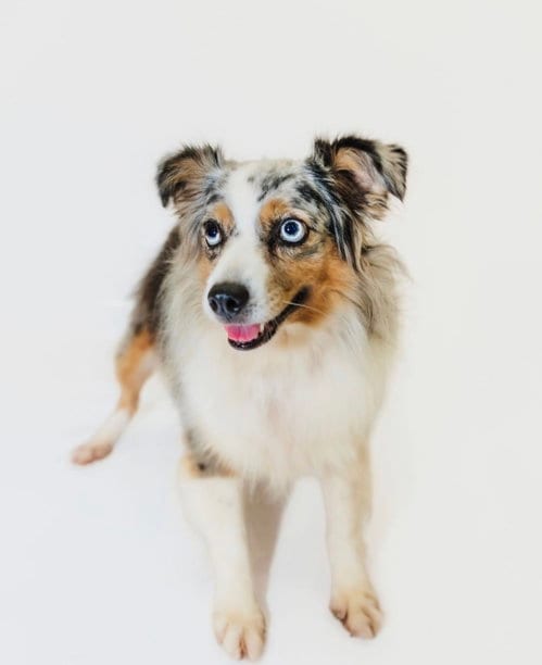 Photo of Jenny, adoptable Australian Shepherd in York, South Carolina