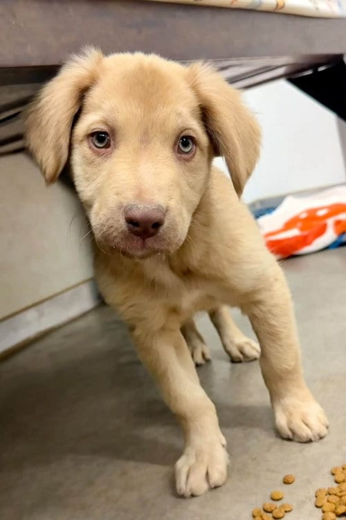 Photo of Wink, adoptable Golden Retriever in Cave Creek, Arizona