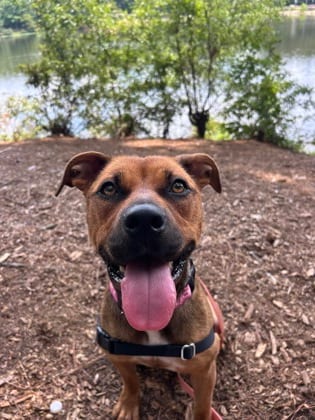 Photo of Beatrix, adoptable dog in Chamblee, Georgia