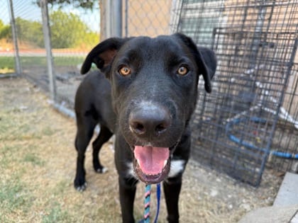Photo of J, adoptable dog in Georgetown, Texas
