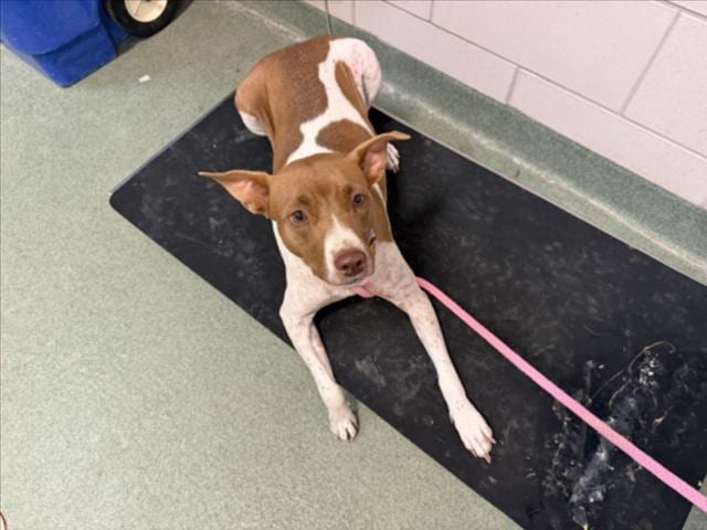 Photo of Tiramisu, adoptable Mixed Breed in Santa Fe, New Mexico