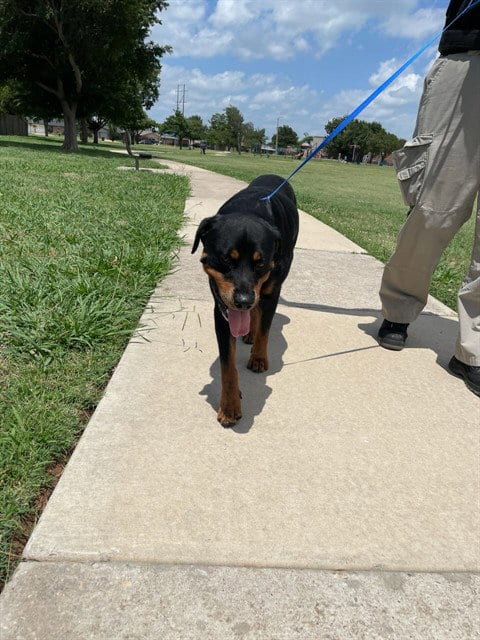 Photo of Chapo, adoptable Rottweiler in Oklahoma City, Oklahoma