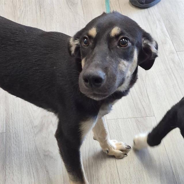Photo of Razz, adoptable Australian Shepherd in Salem, Massachusetts