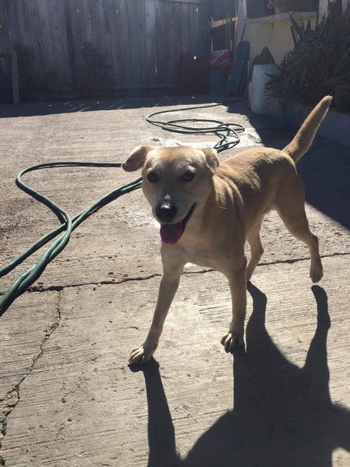 Photo of Dallas, adoptable Hound in Dana Point, California