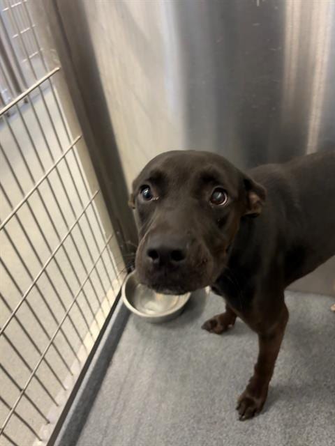 Photo of BJ, adoptable Mixed Breed