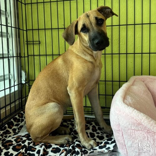 Photo of Mollie, adoptable Labrador Retriever in Washington, District of Columbia