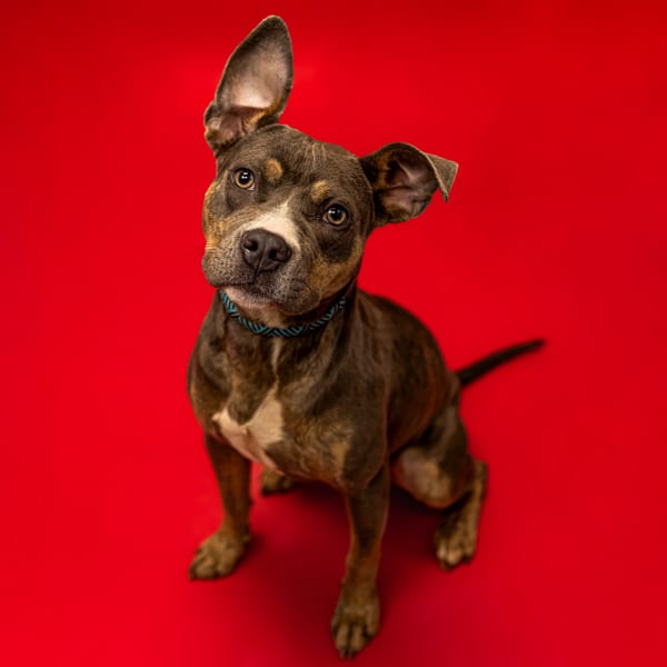 Photo of Bridget, adoptable Pit Bull mixed Mini Pinscher in Lawrenceville, Georgia