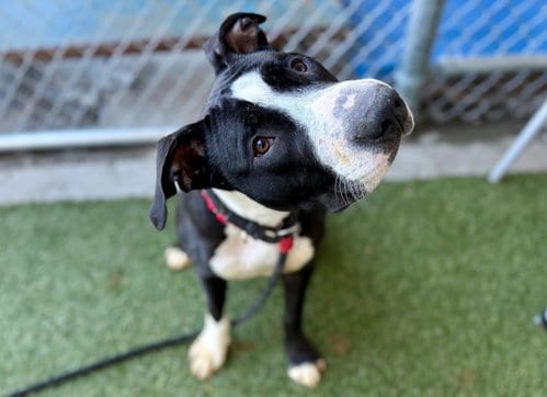 Photo of Sookie, adoptable Terrier in St. Louis, Missouri
