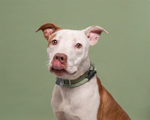 Photo of Jimmy Johns, adoptable Terrier in St. Louis, Missouri