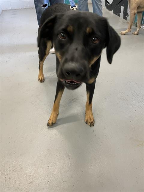 Photo of Scar, adoptable Rottweiler in Waco, Texas