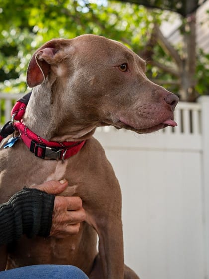 Photo of Coraline, adoptable dog in Chamblee, Georgia
