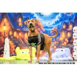 Photo of Rafferty, adoptable Mixed Breed (Medium) in West Palm Beach, Florida