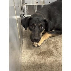 Photo of Elle, adoptable German Shepherd Dog in San Bernardino, California