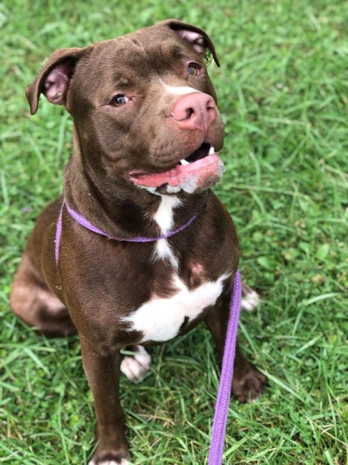 Photo of Edger, adoptable American Pit Bull Terrier in Elkins, West Virginia