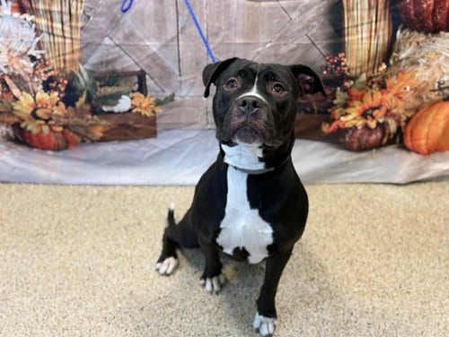 Photo of Libby, adoptable American Bulldog in Miami, Florida