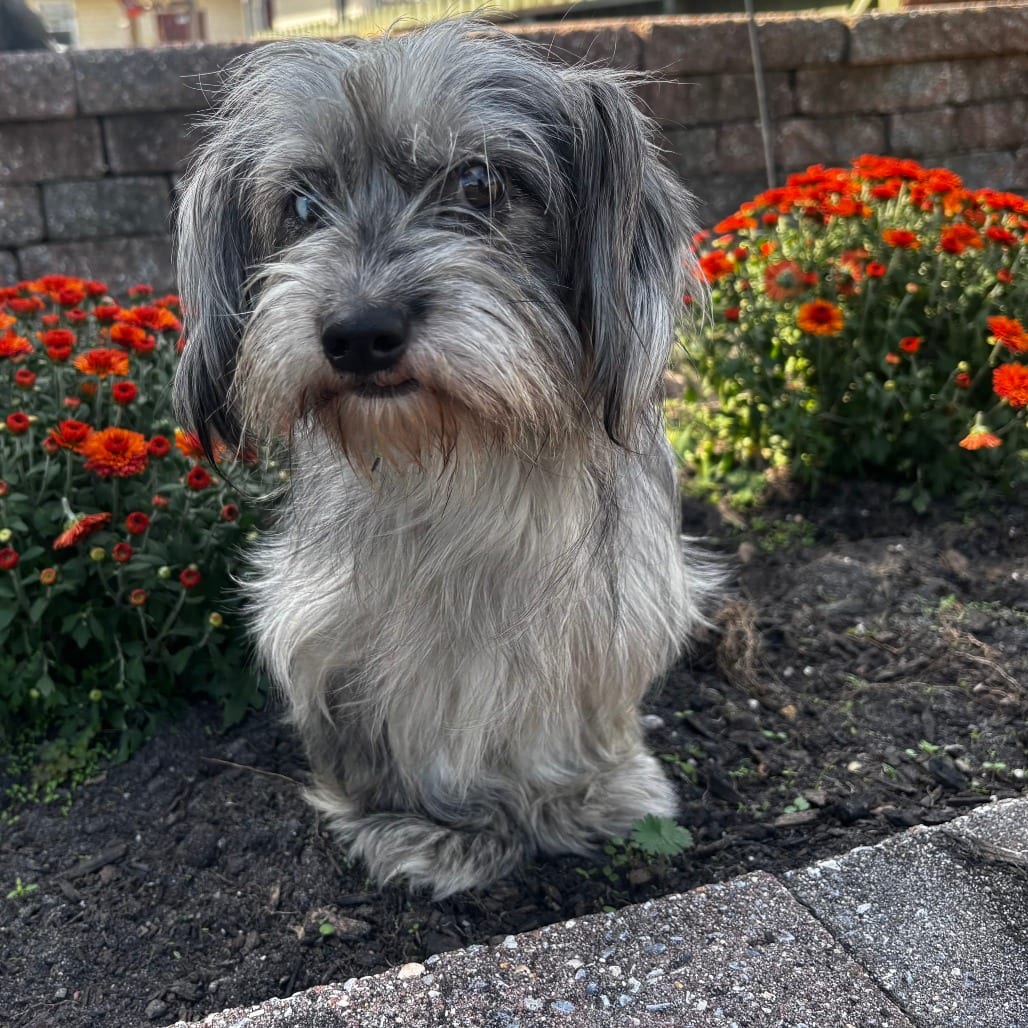 Photo of Mandy, adoptable Terrier, Yorkshire, Yorkie / Mixed Breed (Small) in Atlantic City, New Jersey