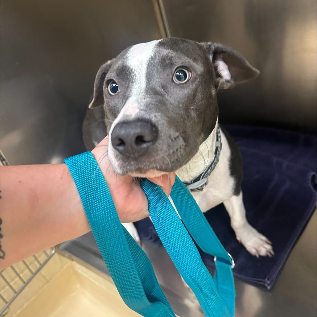 Photo of Princess, adoptable Mixed Breed (Medium) in Winston-Salem, North Carolina