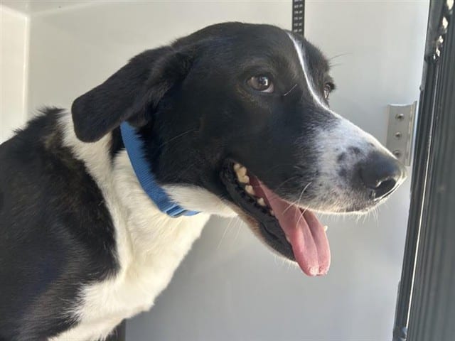 Photo of Senior Labrador Retriever mix, adoptable Labrador Retriever mix in Houston, Texas