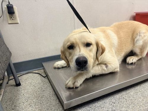 Photo of A256341, adoptable Labrador Retriever in Visalia, California