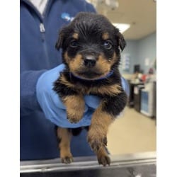 Photo of Whiskey, adoptable Doberman Pinscher in Jurupa Valley, California