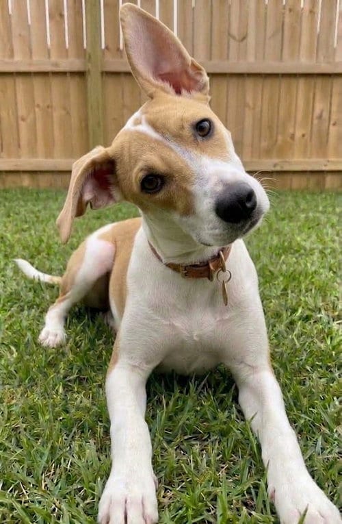 Photo of Ava, adoptable Labrador Retriever in Grovertown, Indiana
