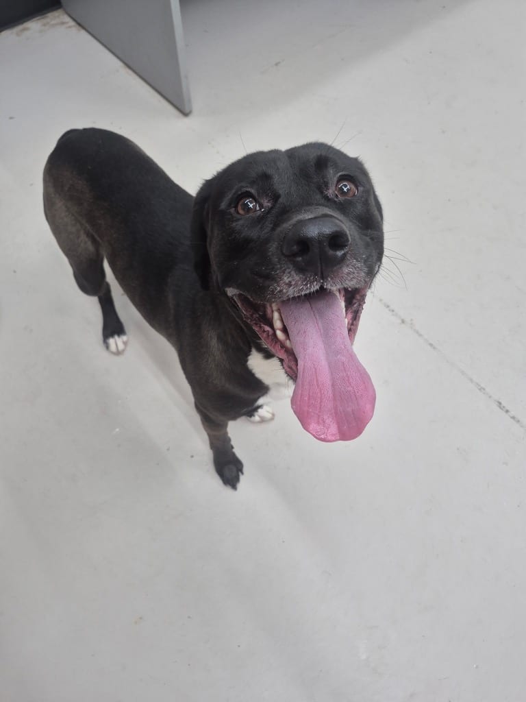 Photo of Mater, adoptable Labrador Retriever in Findlay, Ohio